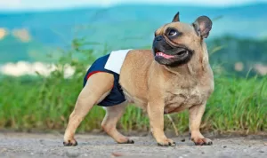 Popok Anjing