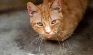 Hal yang Harus Dilakukan Saat Kucing Flu