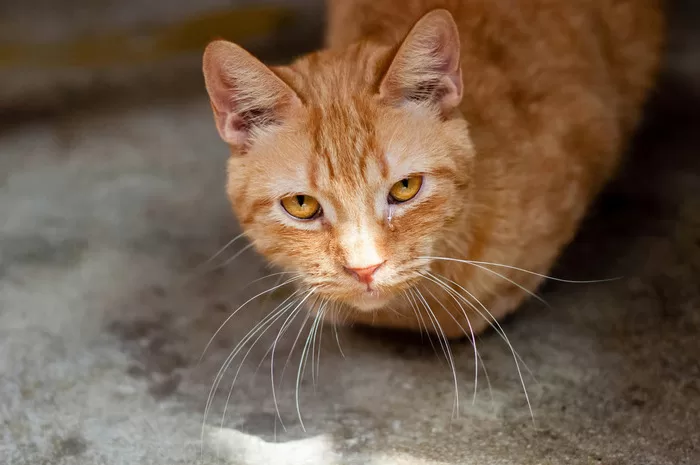 Hal yang Harus Dilakukan Saat Kucing Flu