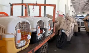 KAI Logistik Catat Pengiriman Lebih Dari 116 Ribu Hewan Peliharaan