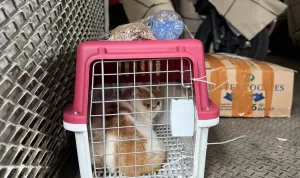 Pengiriman Hewan Peliharaan KAI Logistik Tumbuh, Jadi Solusi Mudik dan Libur Nataru Bersama Hewan Kesayangan