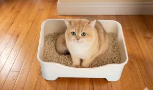 Pilihan Jenis Pasir Kucing Tidak Berdebu