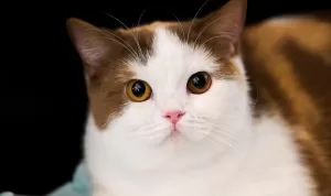 Imlek Dimulai Dengan Cara yang Lebih Meowgic di Grand Galaxy Park Bekasi