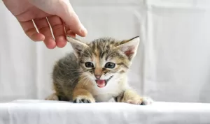 Panduan dan Rekomendasi Makanan Basah untuk Anak Kucing
