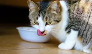 Wet Food Kucing