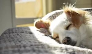 5 Hotel Pet Friendly di Jakarta Cocok untuk Staycation Bareng Anabul