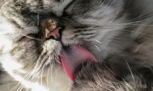 Fakta dan Fungsi Lidah Kucing Terasa Kasar (1)