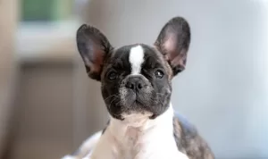 Tips Persiapan Adopsi Anjing Jenis French Bulldog