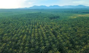 Gangguan Premanisme di Perkebunan Sawit Ancaman Nyata bagi Ketahanan Energi Nasional