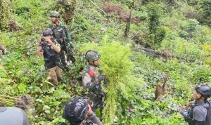 Jenderal Lucky Avianto Turun Gunung Hancurkan Ladang Ganja