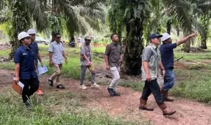 Kunjungan Kerja Operation Head PTPN IV Regional VII, Budi Susilo, ke Areal Kebun Wilayah Lampung (2)