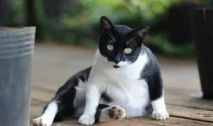 Penyebab Perut Kucing Membesar
