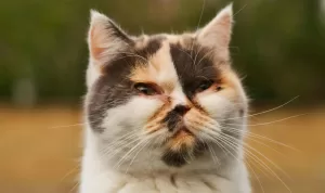 Jangan Panik, Ini Langkah Awal Saat Mata Kucing Mulai Bermasalah.jpg