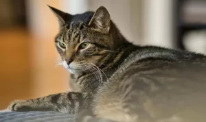 Mengenal Kucing Mujair, Kucing Lokal dengan Karakter Unik yang Banyak Disukai