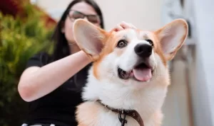 10 Ras Anjing Menggemaskan yang Ramah dan Mudah Dirawat di Rumah