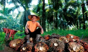 Holding Perkebunan Nusantara Konsisten Serap TBS Petani