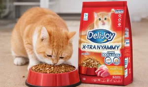 Jangan Asal Pilih! Ini Rekomendasi Dry Food Kucing Bernutrisi Tinggi
