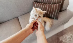 Memilih Makanan Kucing yang Tepat untuk Mendukung Kesehatan Pencernaan