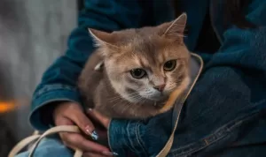 Usia Kucing dalam Umur Manusia