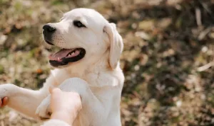 Dog Training Tips di Rumah Agar Anjing Pintar