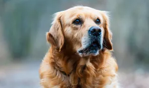 Golden Retriever Anjing Pintar yang Cocok Dipelihara Pemula