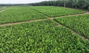 Holding Perkebunan Nusantara melalui PTPN IV PalmCo Akselerasi Peremajaan Sawit Petani di Riau Perkuat Implementasi Program B50.jpg
