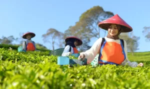 Produk PTPN I Masuk Gerai Legendaris Twinings London