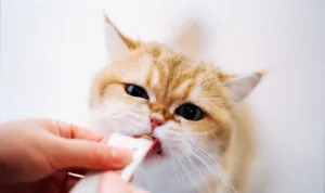 Vitamin Kucing untuk Menjaga Kesehatan Kulit dan Bulu