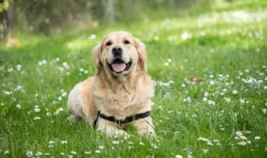 Anjing Labrador (1)