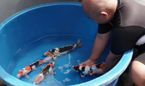 Breeder Doitsu Showa Terbesar ke-2 di Dunia.jpg