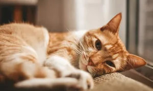 Ringworm pada Kucing, Penyebab Gejala dan Cara Mengatasinya